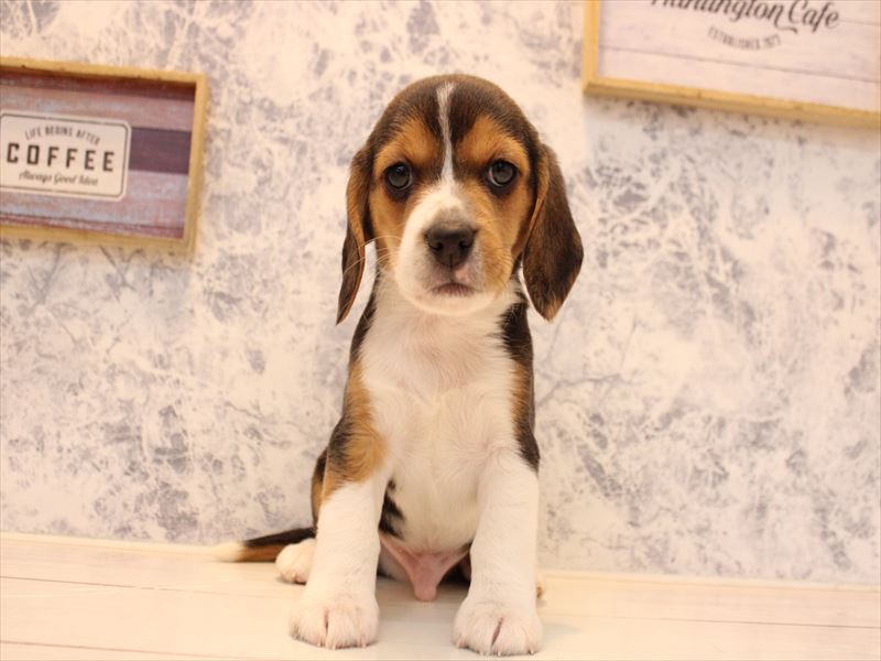 福岡県のビーグル (ワンラブ福岡総本店/2025年10月13日生まれ/男の子/ハウンドカラー)の子犬の2枚目の画像