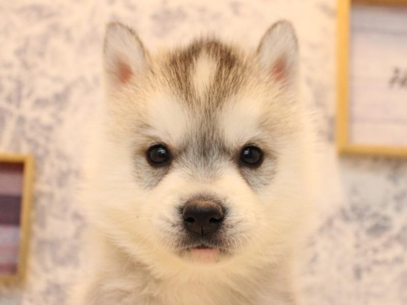 埼玉県のシベリアンハスキー (ワンラブ埼玉寄居店/2025年10月18日生まれ/女の子/シルバーホワイト)の子犬の1枚目の画像