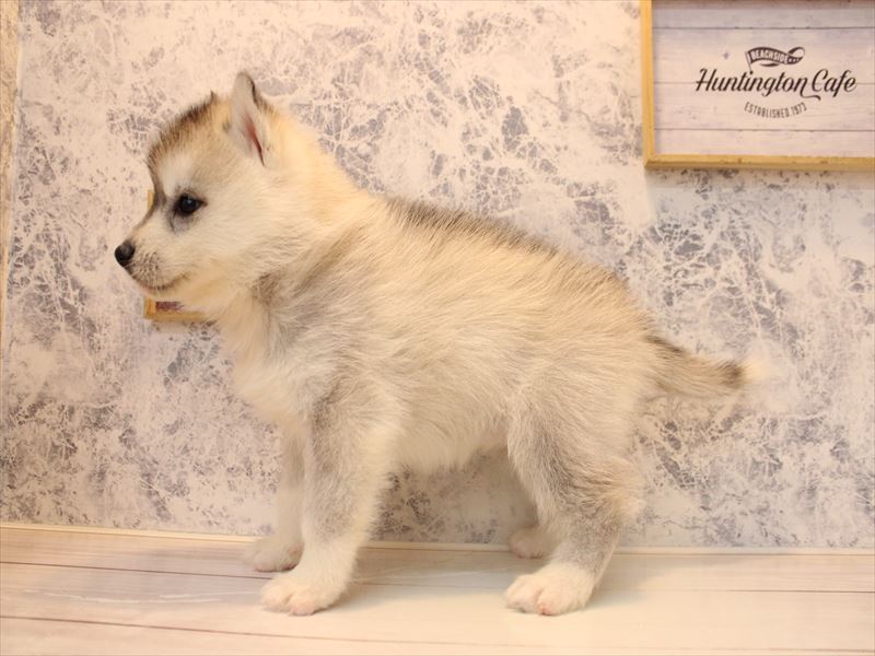 埼玉県のシベリアンハスキー (ワンラブ埼玉寄居店/2025年10月18日生まれ/女の子/シルバーホワイト)の子犬の3枚目の画像