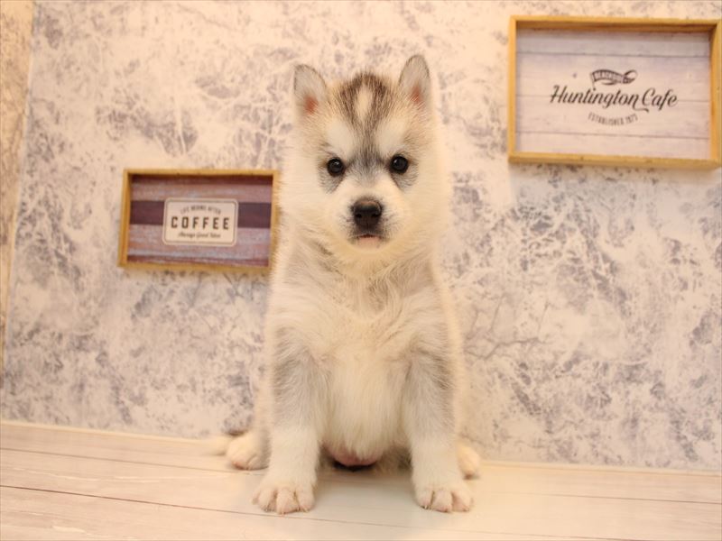 埼玉県のシベリアンハスキー (ワンラブ埼玉寄居店/2025年10月18日生まれ/女の子/シルバーホワイト)の子犬の2枚目の画像