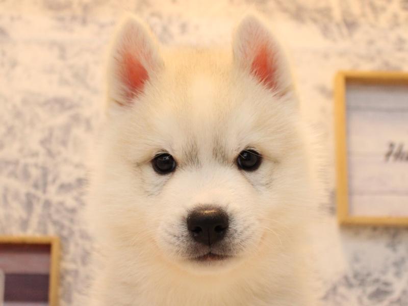 福岡県のシベリアンハスキー (ワンラブ福岡総本店/2025年10月18日生まれ/男の子/シルバーホワイト)の子犬の1枚目の画像