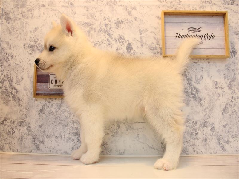 福岡県のシベリアンハスキー (ワンラブ福岡総本店/2025年10月18日生まれ/男の子/シルバーホワイト)の子犬の3枚目の画像