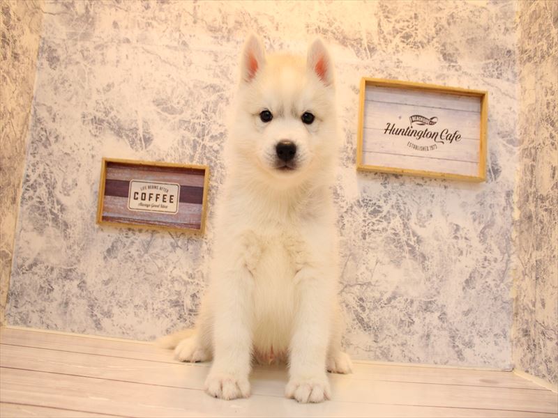 福岡県のシベリアンハスキー (ワンラブ福岡総本店/2025年10月18日生まれ/男の子/シルバーホワイト)の子犬の2枚目の画像