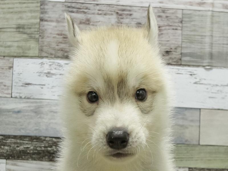 愛知県のシベリアンハスキー (ワンラブ名古屋守山インター総本店/2025年10月18日生まれ/男の子/シルバーホワイト)の子犬の1枚目の画像