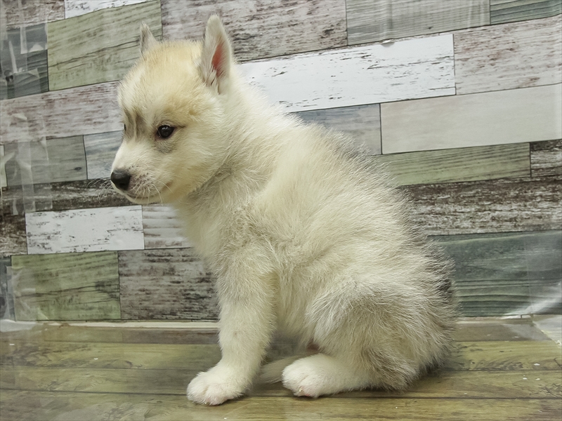 愛知県のシベリアンハスキー (ワンラブ名古屋守山インター総本店/2025年10月18日生まれ/男の子/シルバーホワイト)の子犬の2枚目の画像