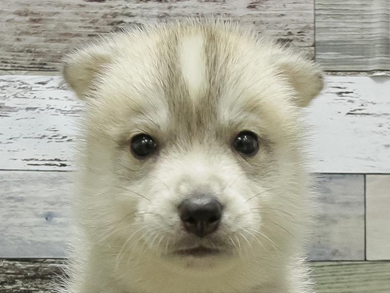 宮崎県のシベリアンハスキー (ワンラブｽｰﾊﾟｰｾﾝﾀｰﾆｼﾑﾀ五十市店/2025年10月18日生まれ/男の子/シルバーホワイト)の子犬