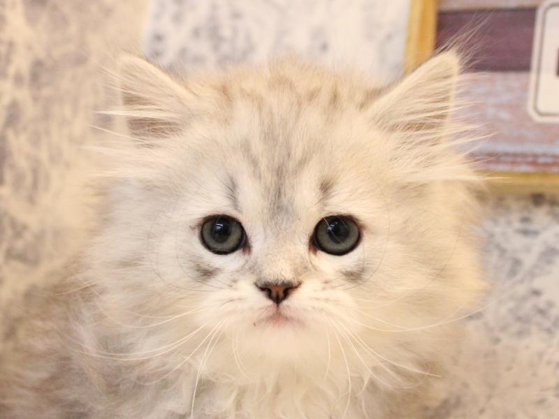 東京都のマンチカン (ワンラブカインズ町田多摩境店/2025年10月11日生まれ/男の子/シルバータビー)の子猫の1枚目の画像