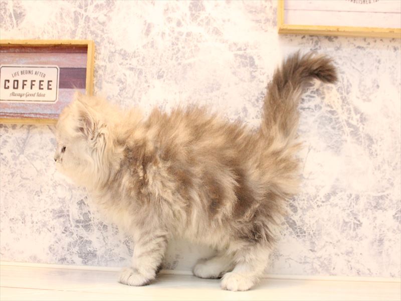 東京都のマンチカン (ワンラブカインズ町田多摩境店/2025年10月11日生まれ/男の子/シルバータビー)の子猫の3枚目の画像