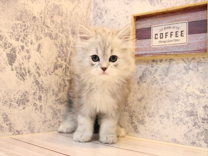 東京都のマンチカン (ワンラブカインズ町田多摩境店/2025年10月11日生まれ/男の子/シルバータビー)の子猫の2枚目の画像