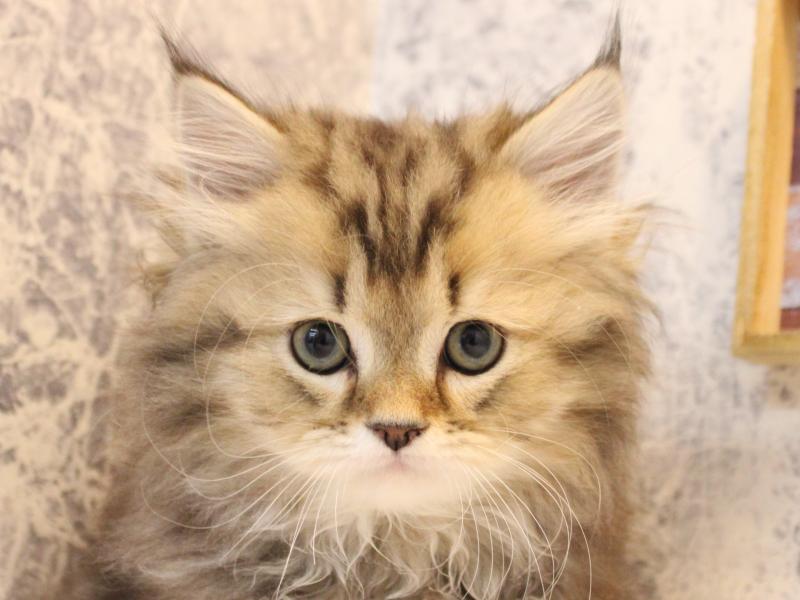 埼玉県のマンチカン (ワンラブカインズ朝霞店/2025年10月11日生まれ/男の子/ブラウンタビー)の子猫