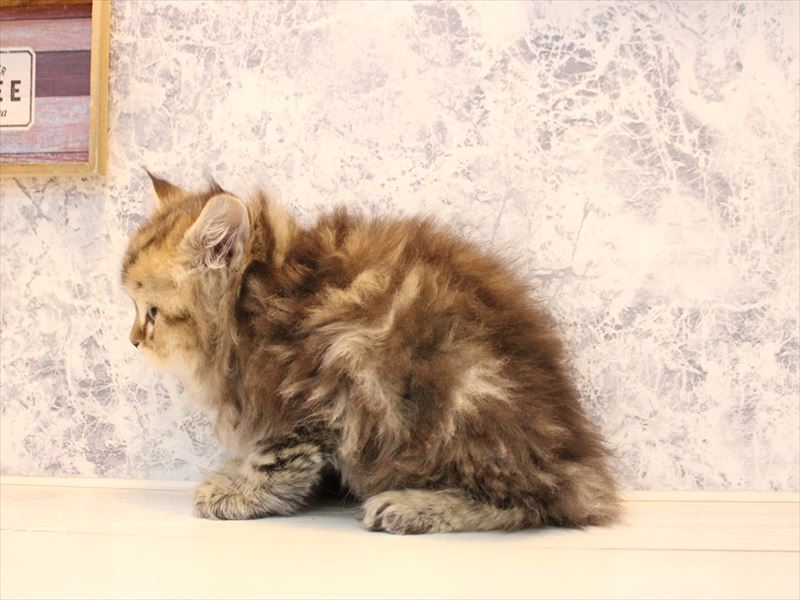 埼玉県のマンチカン (ワンラブカインズ朝霞店/2025年10月11日生まれ/男の子/ブラウンタビー)の子猫の3枚目の画像