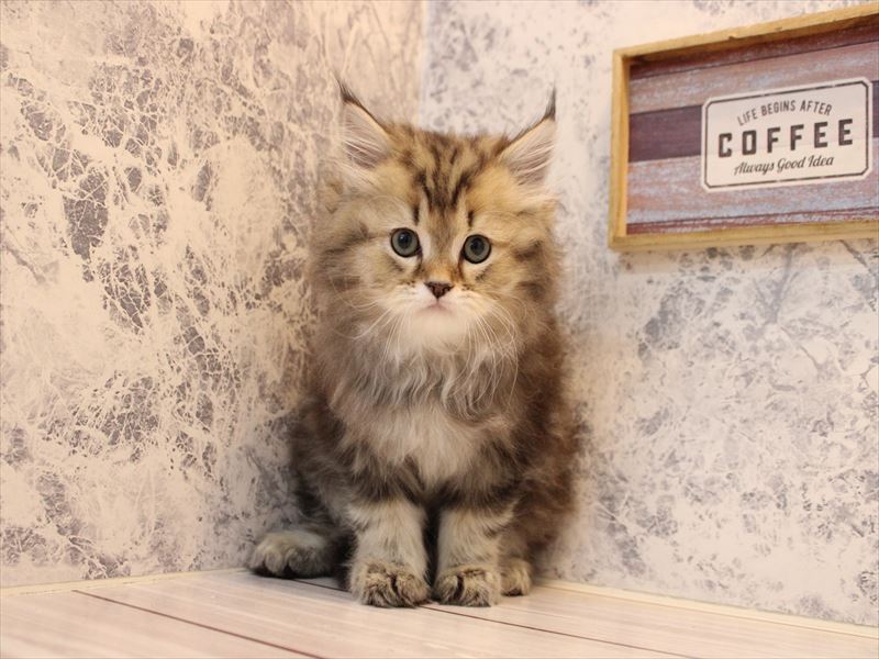 埼玉県のマンチカン (ワンラブカインズ朝霞店/2025年10月11日生まれ/男の子/ブラウンタビー)の子猫の2枚目の画像