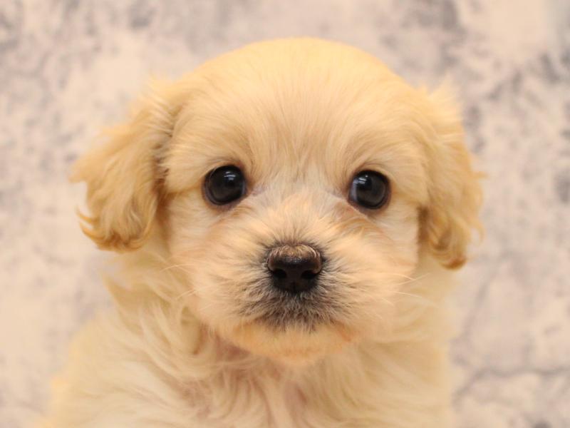 福岡県のペキプー(ペキニーズ×プードル) (ワンラブＭＥＧＡドン・キホーテ福岡福重店/2025年10月15日生まれ/男の子/クリーム)の子犬