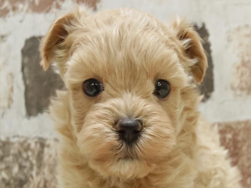 愛知県のマルプー(マルチーズ×プードル) (ワンラブ名古屋守山インター総本店/2025年10月16日生まれ/女の子/アプリコット)の子犬の1枚目の画像