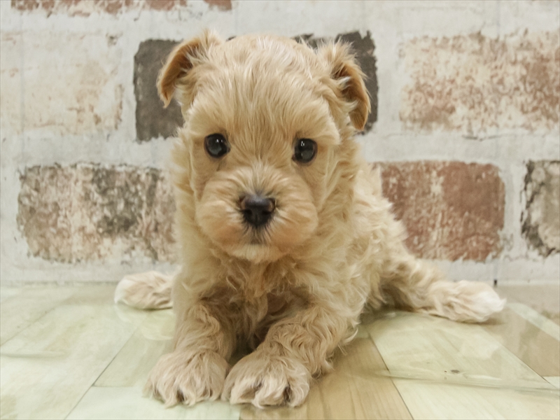 愛知県のマルプー(マルチーズ×プードル) (ワンラブ名古屋守山インター総本店/2025年10月16日生まれ/女の子/アプリコット)の子犬の3枚目の画像