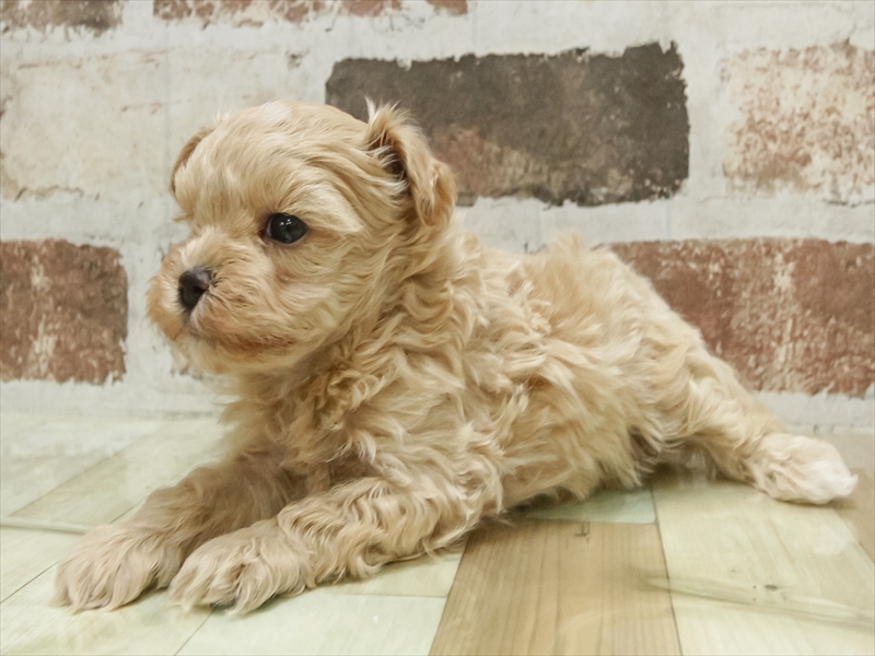 愛知県のマルプー(マルチーズ×プードル) (ワンラブ名古屋守山インター総本店/2025年10月16日生まれ/女の子/アプリコット)の子犬の2枚目の画像