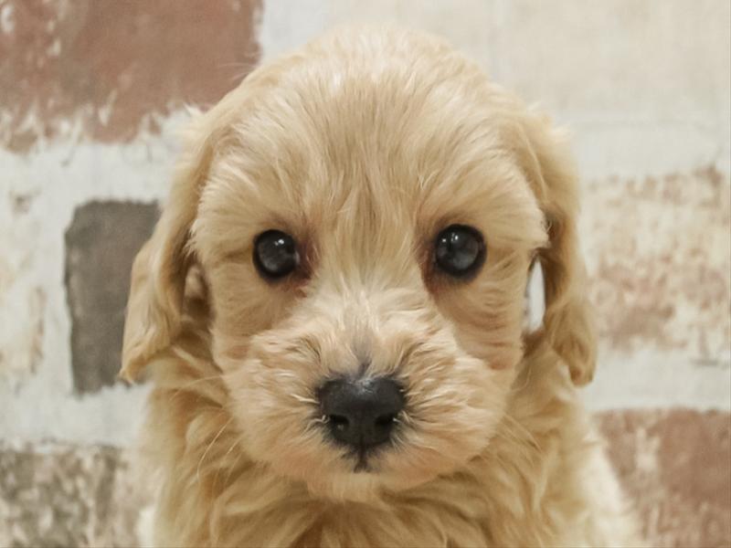 愛知県のマルプー(マルチーズ×プードル) (ワンラブ名古屋守山インター総本店/2025年10月16日生まれ/男の子/アプリコット)の子犬の1枚目の画像