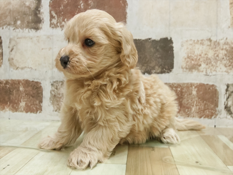 愛知県のマルプー(マルチーズ×プードル) (ワンラブ名古屋守山インター総本店/2025年10月16日生まれ/男の子/アプリコット)の子犬の2枚目の画像