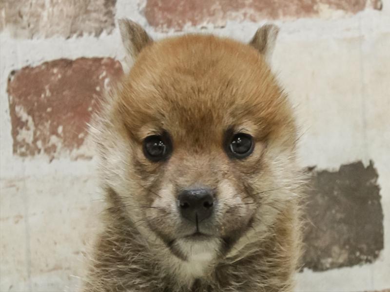 愛知県の柴犬(標準サイズ) (ワンラブ星崎店(FC)/2025年10月18日生まれ/女の子/赤)の子犬の1枚目の画像