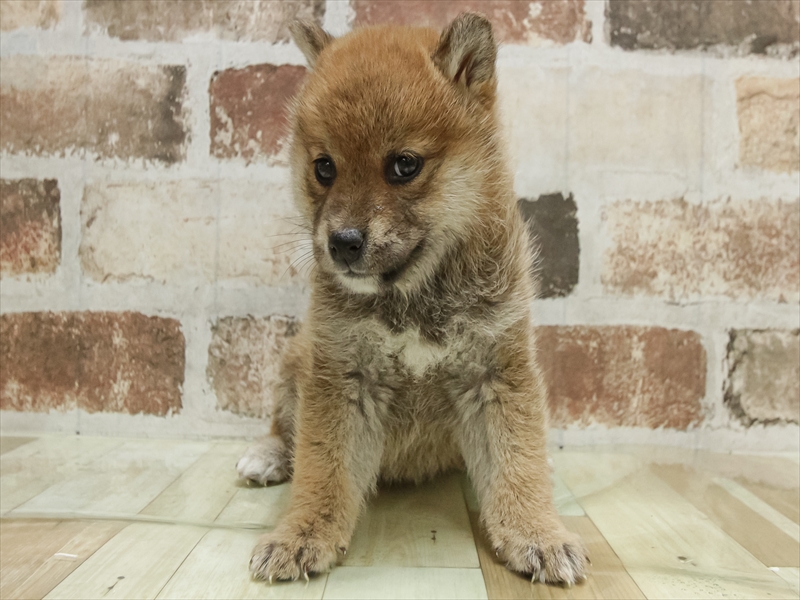 愛知県の柴犬(標準サイズ) (ワンラブ星崎店(FC)/2025年10月18日生まれ/女の子/赤)の子犬の3枚目の画像