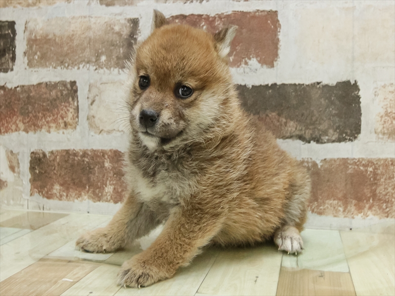 愛知県の柴犬(標準サイズ) (ワンラブ星崎店(FC)/2025年10月18日生まれ/女の子/赤)の子犬の2枚目の画像