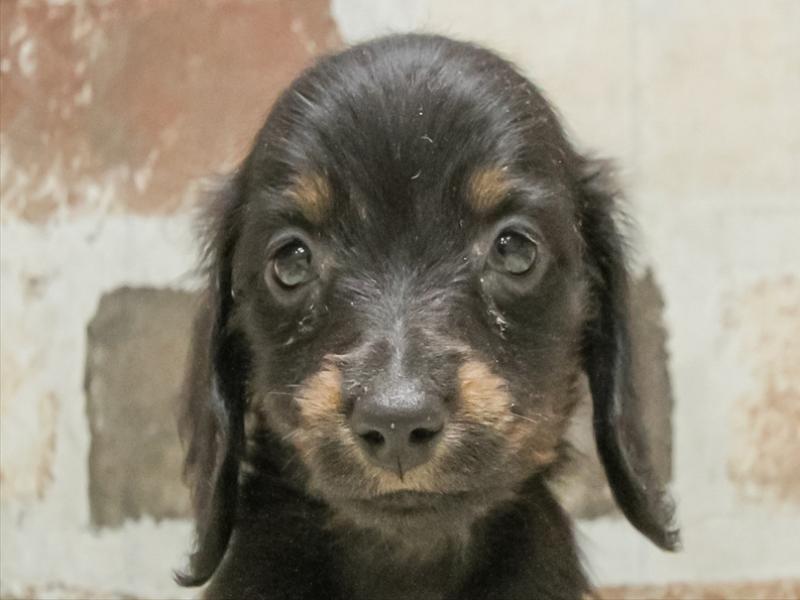 愛知県のミニチュアダックスフンド(ロング) (ワンラブ名古屋守山インター総本店/2025年10月19日生まれ/男の子/ブラックタン)の子犬の1枚目の画像