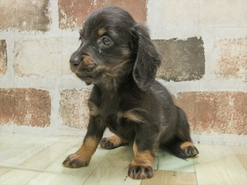 愛知県のミニチュアダックスフンド(ロング) (ワンラブ名古屋守山インター総本店/2025年10月19日生まれ/男の子/ブラックタン)の子犬の2枚目の画像