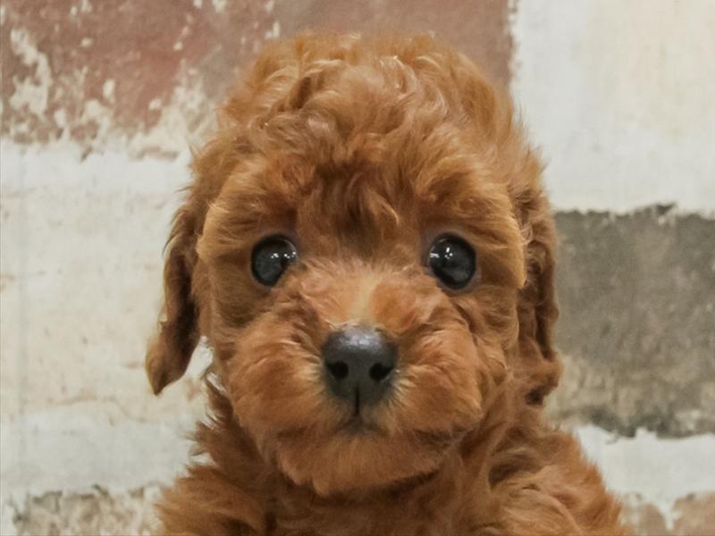 愛知県のトイプードル(トイ) (ワンラブ名古屋守山インター総本店/2025年10月17日生まれ/女の子/レッド)の子犬の1枚目の画像