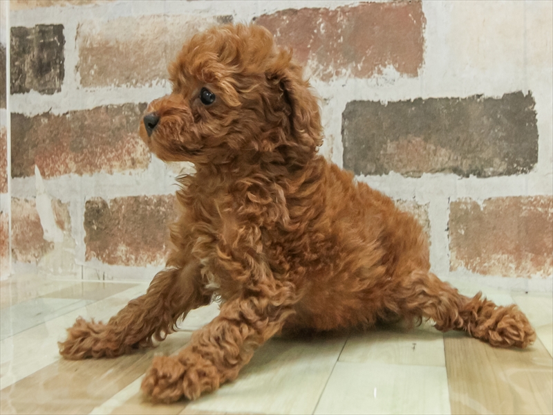 愛知県のトイプードル(トイ) (ワンラブ名古屋守山インター総本店/2025年10月17日生まれ/女の子/レッド)の子犬の2枚目の画像