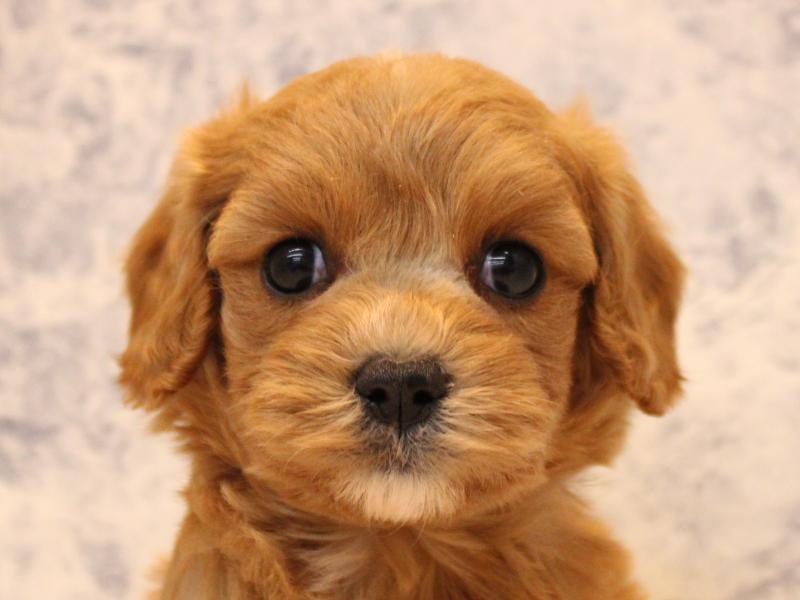 広島県のキャバプー(キャバリア×プードル) (ワンラブ福山ポートプラザ天満屋店/2025年10月19日生まれ/女の子/レッド)の子犬の1枚目の画像