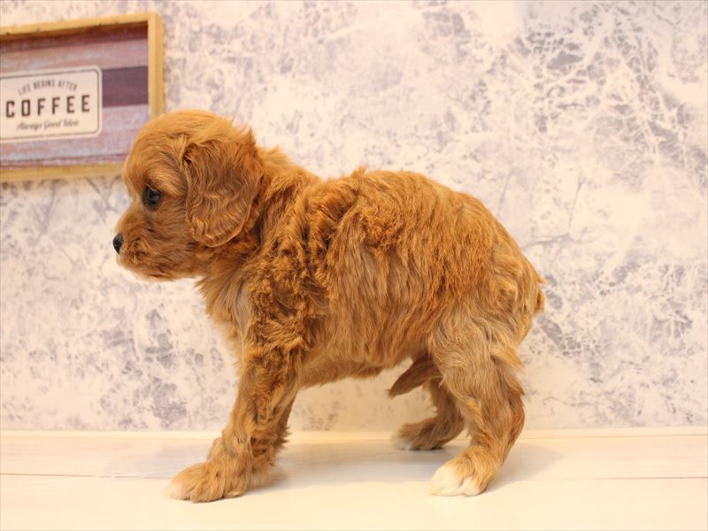 広島県のキャバプー(キャバリア×プードル) (ワンラブ福山ポートプラザ天満屋店/2025年10月19日生まれ/女の子/レッド)の子犬の3枚目の画像