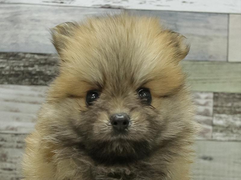 愛知県のポメラニアン (ワンラブ名古屋守山インター総本店/2025年10月19日生まれ/女の子/オレンジ)の子犬の1枚目の画像