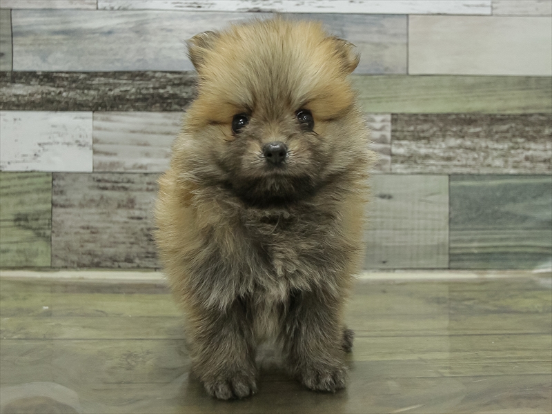 愛知県のポメラニアン (ワンラブ名古屋守山インター総本店/2025年10月19日生まれ/女の子/オレンジ)の子犬の3枚目の画像