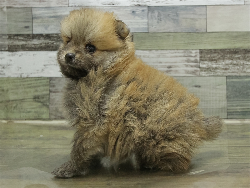 愛知県のポメラニアン (ワンラブ名古屋守山インター総本店/2025年10月19日生まれ/女の子/オレンジ)の子犬の2枚目の画像