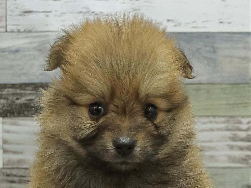 愛知県のポメラニアン (ワンラブ名古屋守山インター総本店/2025年10月19日生まれ/女の子/オレンジ)の子犬の1枚目の画像