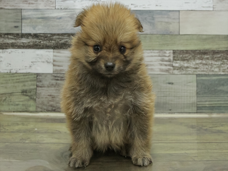 愛知県のポメラニアン (ワンラブ名古屋守山インター総本店/2025年10月19日生まれ/女の子/オレンジ)の子犬の3枚目の画像
