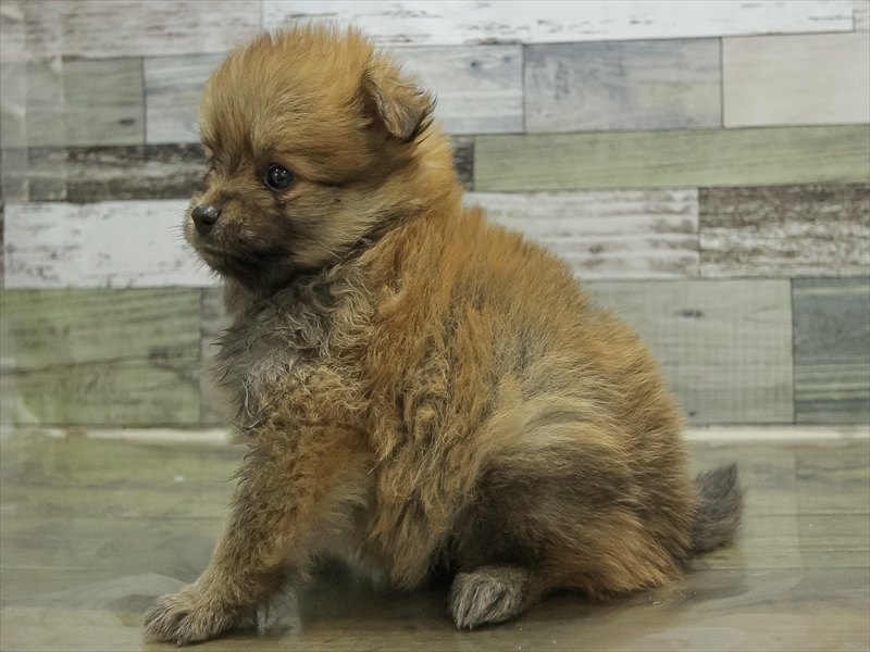 愛知県のポメラニアン (ワンラブ名古屋守山インター総本店/2025年10月19日生まれ/女の子/オレンジ)の子犬の2枚目の画像