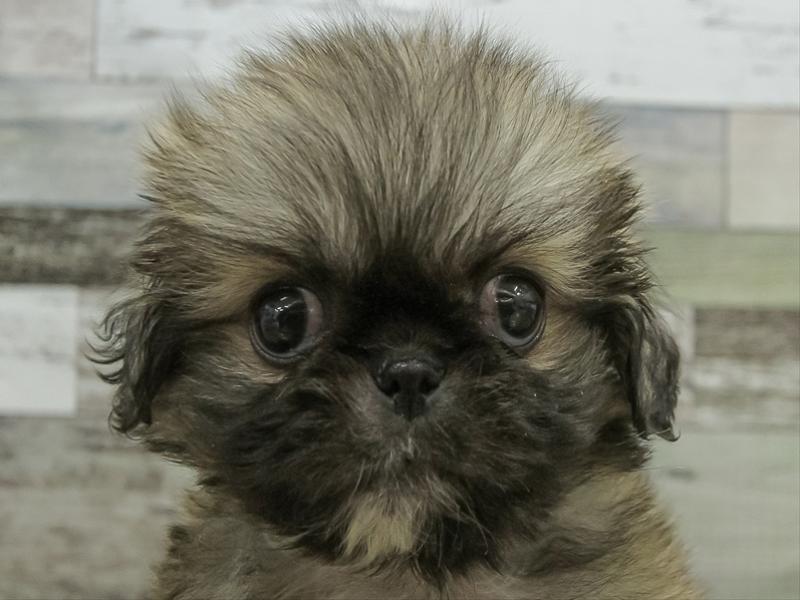 愛知県のペキニーズ (ワンラブ名古屋守山インター総本店/2025年10月19日生まれ/女の子/フォーン)の子犬の1枚目の画像