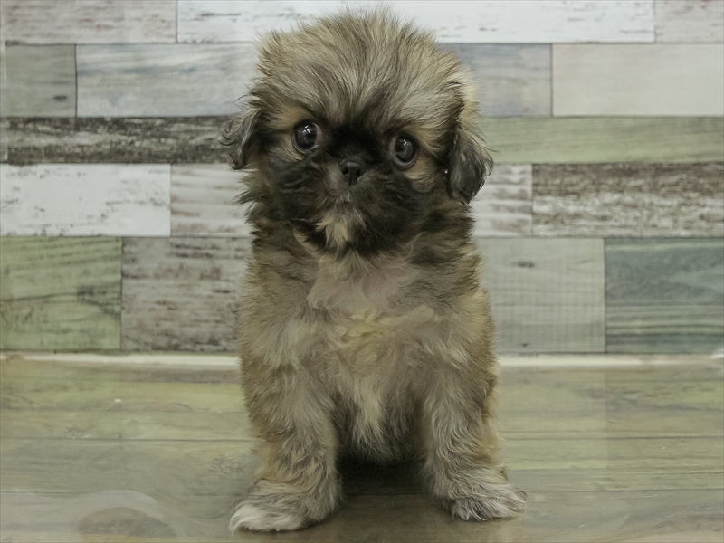 愛知県のペキニーズ (ワンラブ名古屋守山インター総本店/2025年10月19日生まれ/女の子/フォーン)の子犬の3枚目の画像