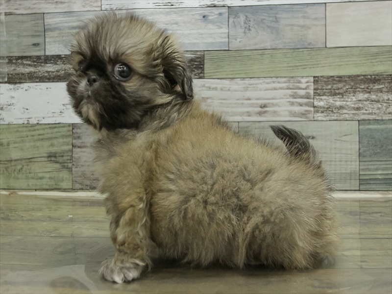 愛知県のペキニーズ (ワンラブ名古屋守山インター総本店/2025年10月19日生まれ/女の子/フォーン)の子犬の2枚目の画像