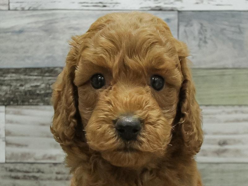 愛知県のトイプードル(トイ) (ワンラブ名古屋守山インター総本店/2025年10月17日生まれ/女の子/レッド)の子犬の1枚目の画像