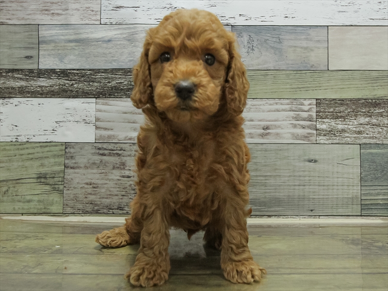 愛知県のトイプードル(トイ) (ワンラブ名古屋守山インター総本店/2025年10月17日生まれ/女の子/レッド)の子犬の3枚目の画像