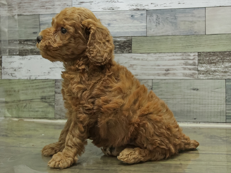 愛知県のトイプードル(トイ) (ワンラブ名古屋守山インター総本店/2025年10月17日生まれ/女の子/レッド)の子犬の2枚目の画像