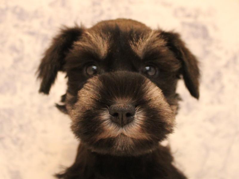 熊本県のミニチュアシュナウザー (ワンラブゆめタウンはません店/2025年10月19日生まれ/男の子/ブラックシルバー)の子犬