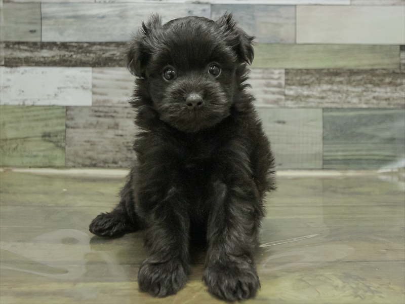 愛知県のポメプー(ポメラニアン×プードル) (ワンラブ名古屋守山インター総本店/2025年10月19日生まれ/女の子/ブラック)の子犬の3枚目の画像