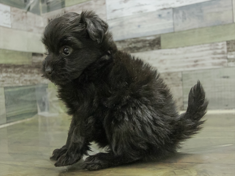 愛知県のポメプー(ポメラニアン×プードル) (ワンラブ名古屋守山インター総本店/2025年10月19日生まれ/女の子/ブラック)の子犬の2枚目の画像