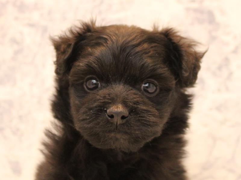 神奈川県のポメプー(ポメラニアン×プードル) (ワンラブカインズ三浦店/2025年10月19日生まれ/男の子/ブラック)の子犬の1枚目の画像