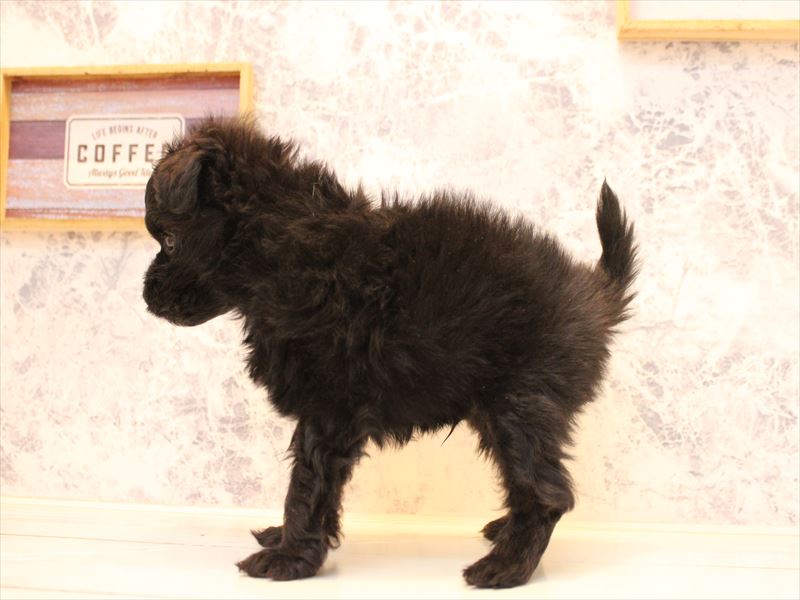 神奈川県のポメプー(ポメラニアン×プードル) (ワンラブカインズ三浦店/2025年10月19日生まれ/男の子/ブラック)の子犬の3枚目の画像