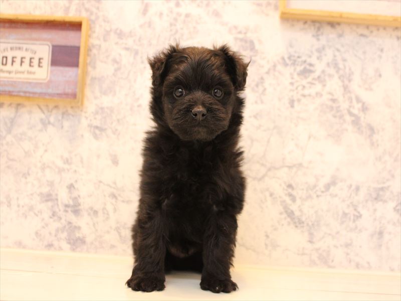 神奈川県のポメプー(ポメラニアン×プードル) (ワンラブカインズ三浦店/2025年10月19日生まれ/男の子/ブラック)の子犬の2枚目の画像