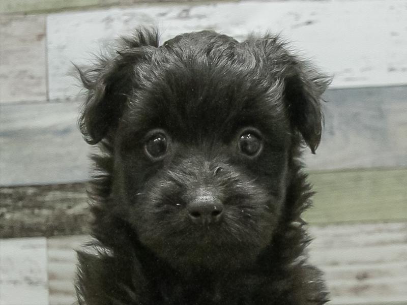 愛知県のポメプー(ポメラニアン×プードル) (ワンラブ名古屋守山インター総本店/2025年10月19日生まれ/男の子/ブラック)の子犬の1枚目の画像